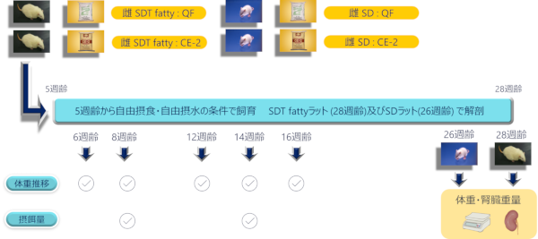 高ショ糖/高脂肪食負荷で腎症促進：肥満２型糖尿病モデルSDT fatty ラット