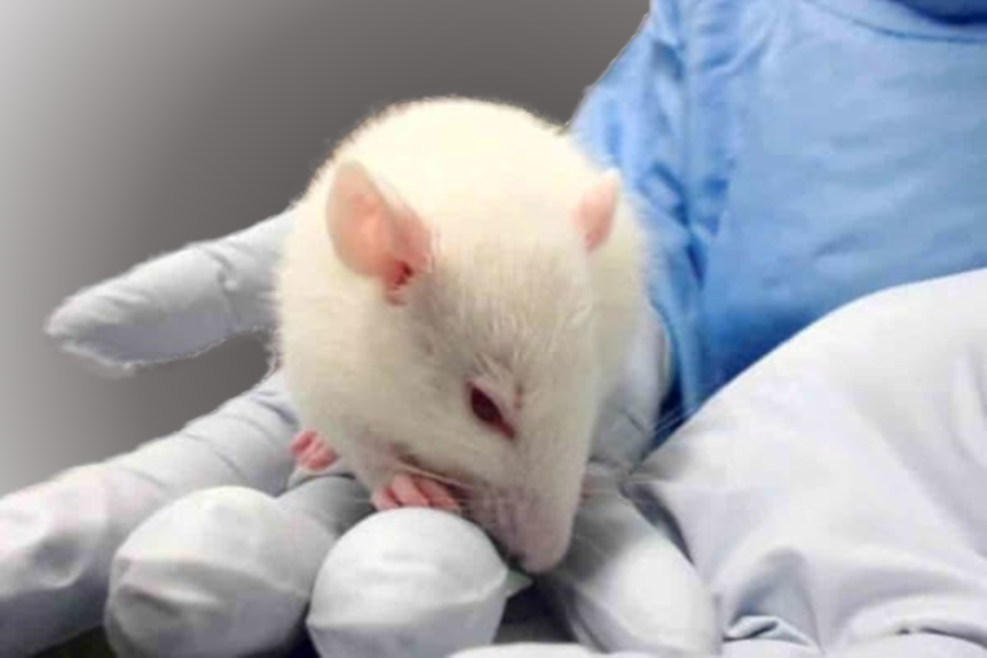 Introduction to the Creation of Syngeneic Mouse Models for Cancer Research