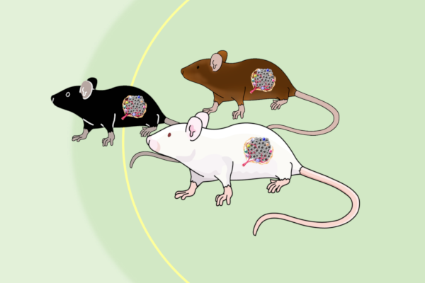 Syngeneic（担癌）マウス作製・販売のご紹介