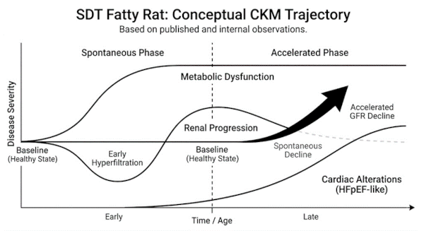 SDT Fatty Rat:Conceptual CKM Trajectory