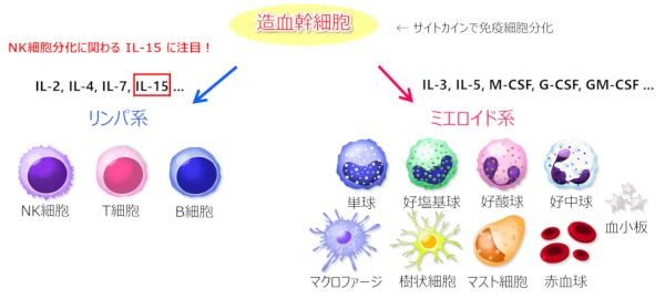 免疫細胞ってどうなっているの？（hIL-15 Tgマウス）