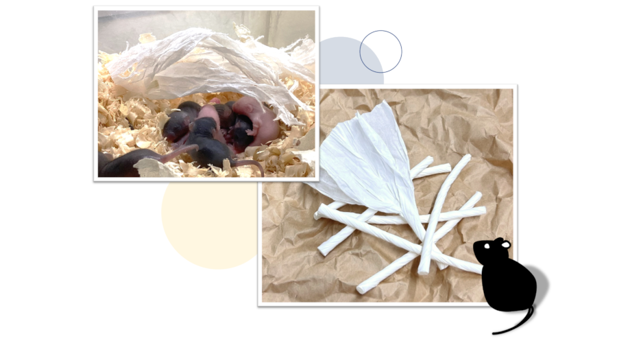 マウスの繁殖にお困りではありませんか？<br />巣作り行動をお手伝い、ホワイトスティック誕生！