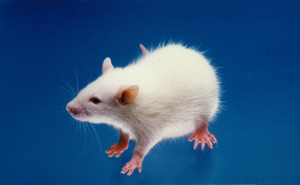 Jcl:ICR product image
