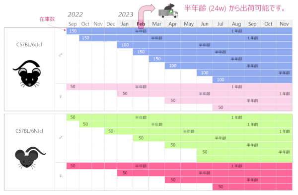 C57BL/6JJcl・C57BL/6NJcl・BALB/cAJcl の生産体制、キープ・グループ イメージ