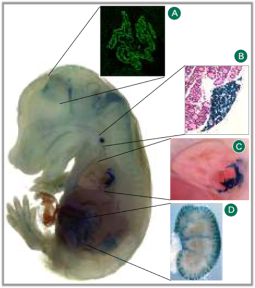 α-Klotho KOマウス（胎児および成体）におけるKlotho遺伝子の発現