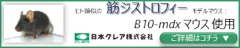 ヒト類似の筋ジストロフィー発症機序：B10-mdxマウスのご紹介