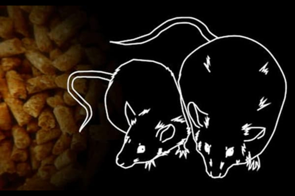 マウス・ラット用の高脂肪食飼料:糖尿病・肥満研究用 High Fat Diet 32(HFD32)のご紹介