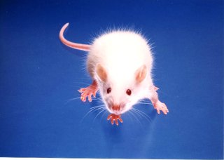 hypertentionrat.jpg