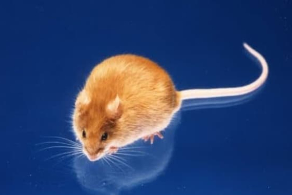 KK-Ayマウス：糖尿病性腎症モデルとしての確立手法 片腎摘出・食塩負荷／食餌誘導（QF*とWD*）
