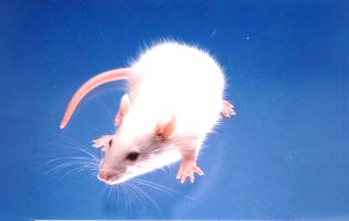 ku_shr_rat