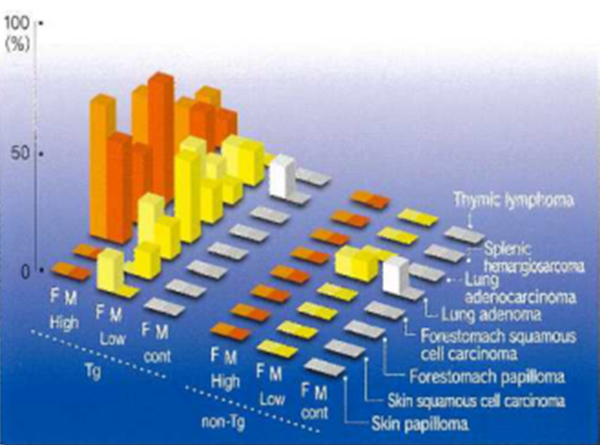 Fig .2 Administration of non-genotoxic carcinogen-typical example