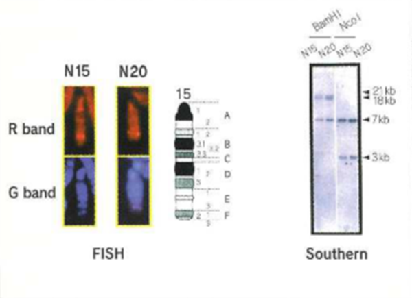 Transgenerational Stability of Human c-Ha-ras Transgene in rasH2 mouse