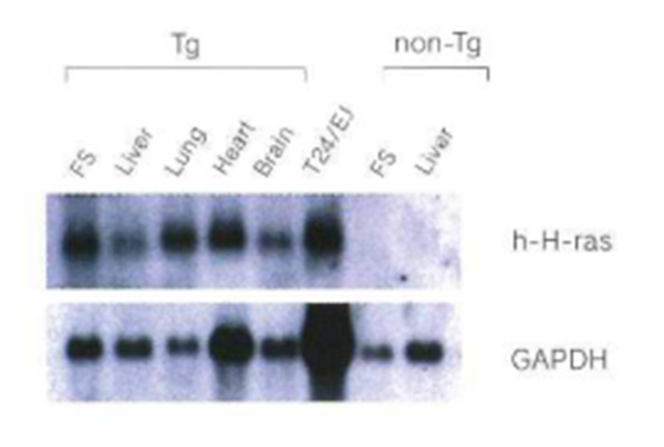 Human c-Ha-ras gene expression in rasH2 mouse