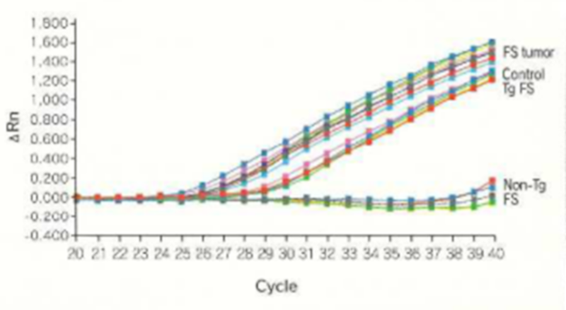 Real-time RT-PCR for human c-Ha-ras mRNA in ENU-Induced forestomach tumor of Tg-rasH2 mice