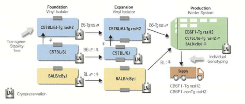 Production system of CB6F1-Tg rasH2 mice