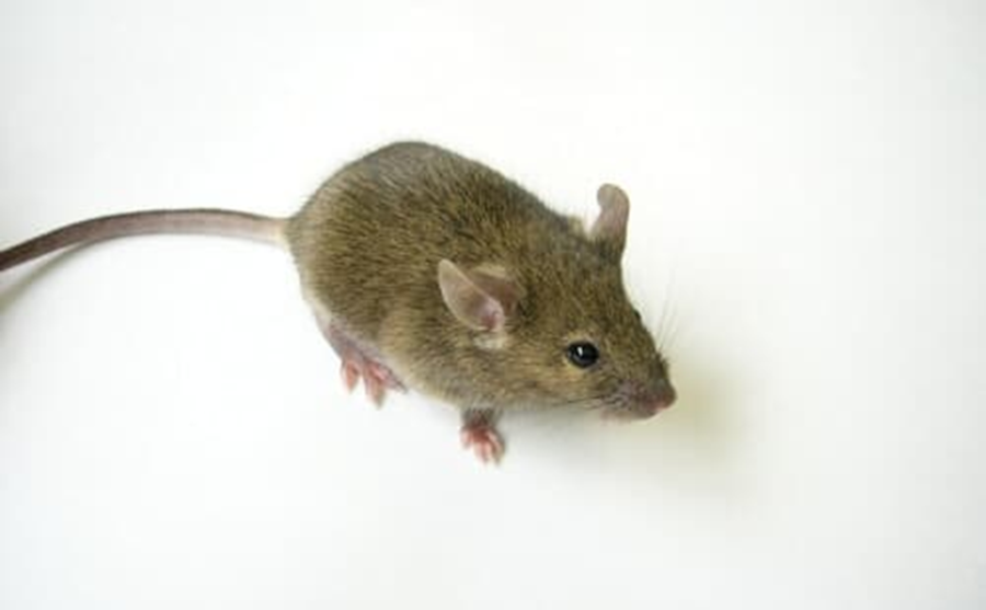 rasH2 mice: New transgenic mice for pharmaceutical safety assessment