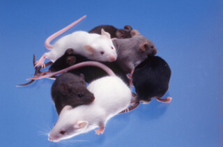 image of varied collored mice