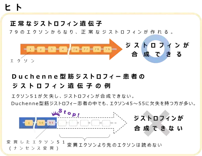 ヒト遺伝子図解