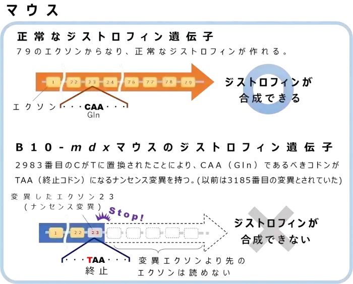 マウス遺伝子図解