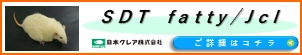 SDT fatty/Jcl 商品ページ用バナー