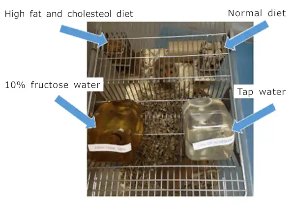 Free Choice Diet